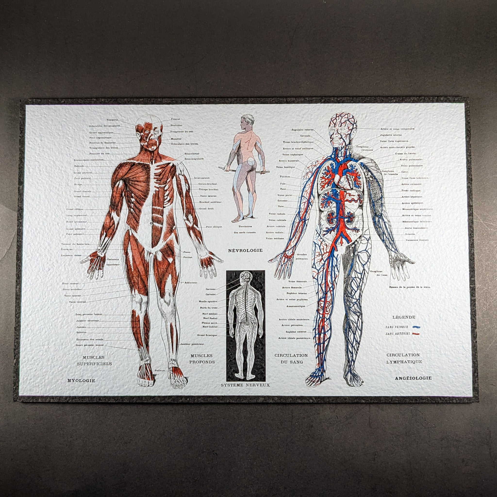 Moodmats - Human Anatomy Sesh Mat